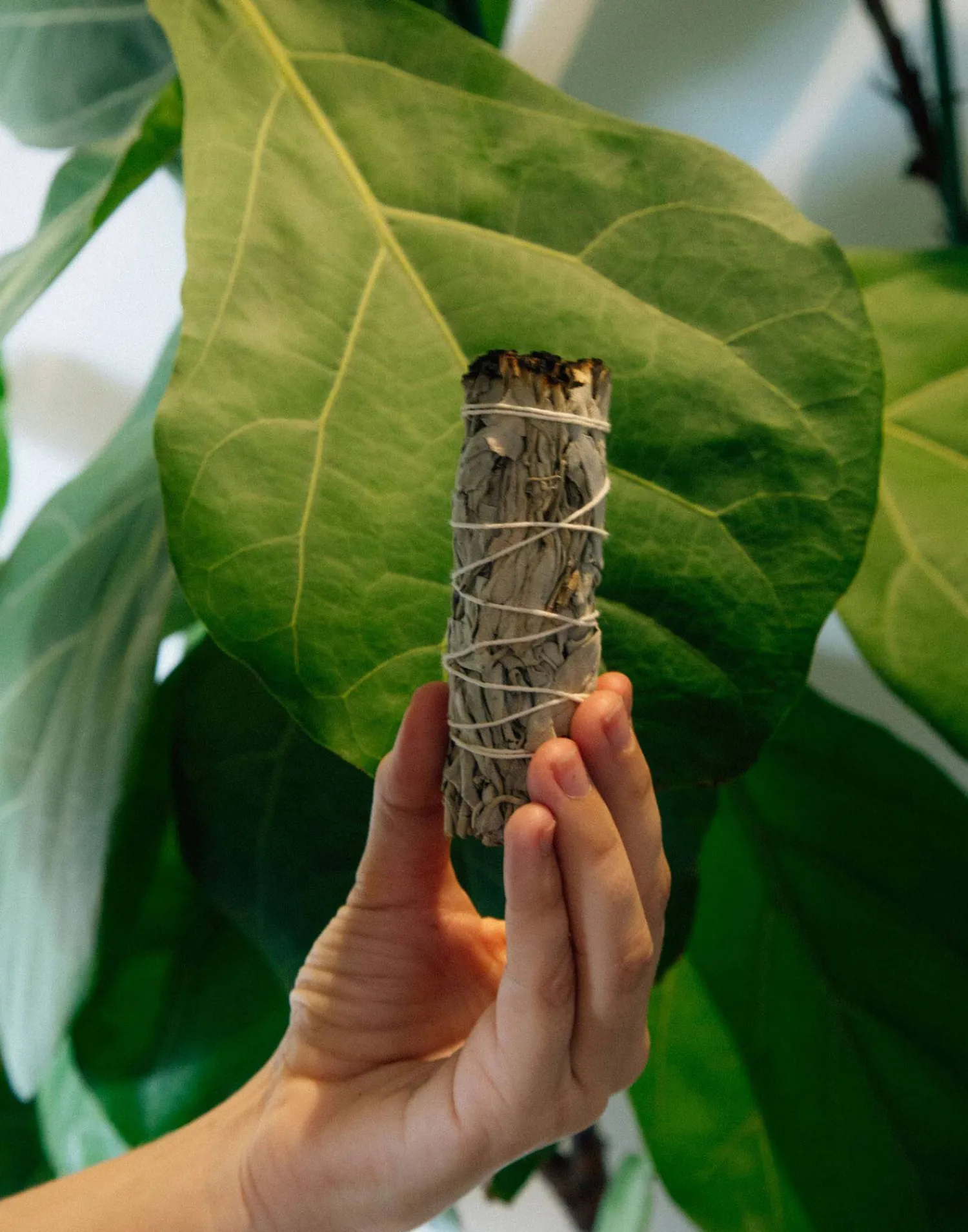 Natura Selection Atado Salvia Blanca 139365-BEIG New